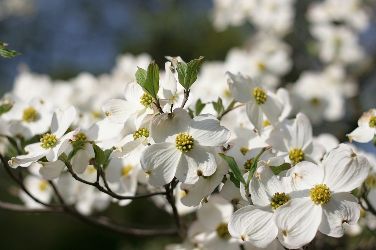 Faux Flowering Dogwood Branch Bright Red