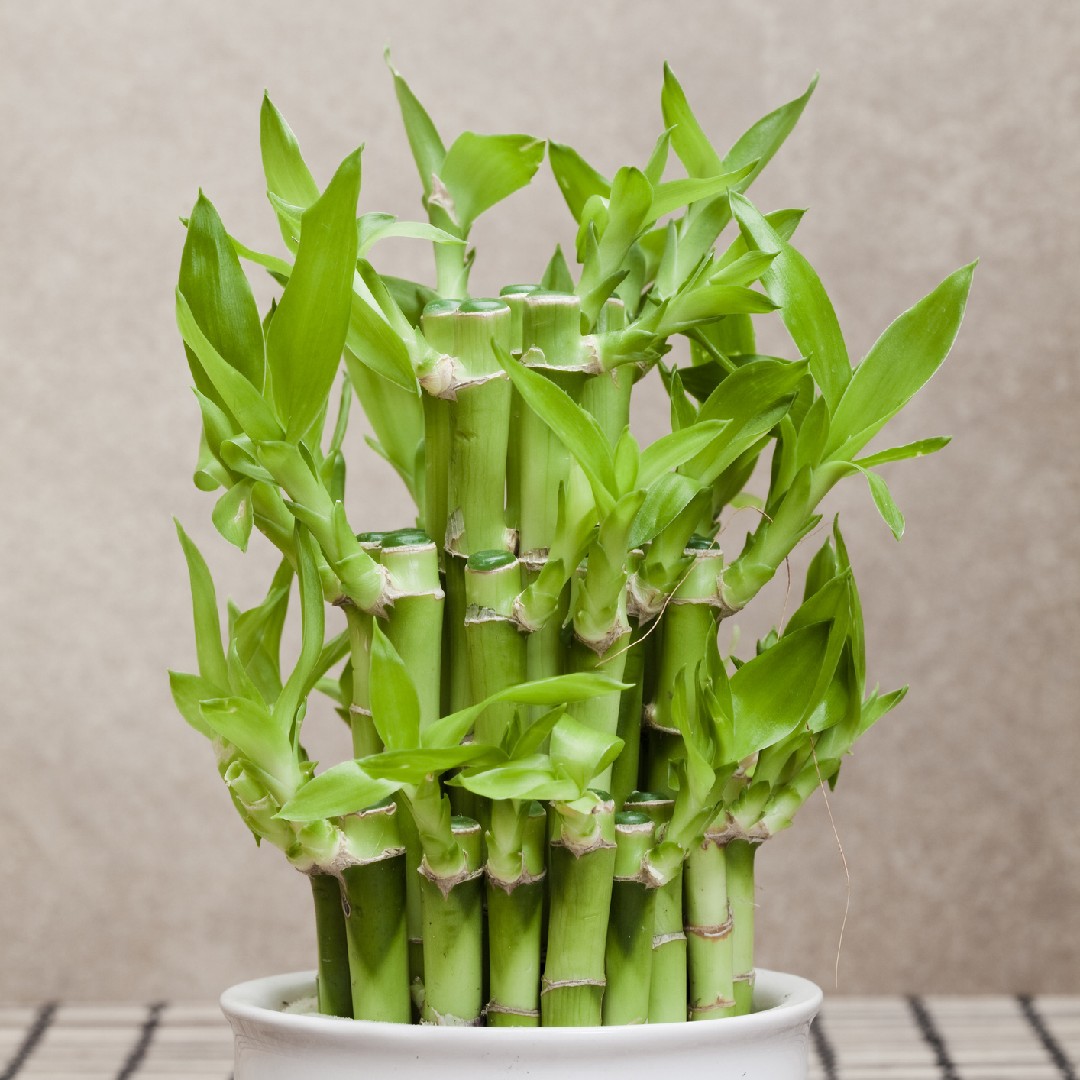 Lucky Bamboo - Individual Bamboo Sticks from ; Our