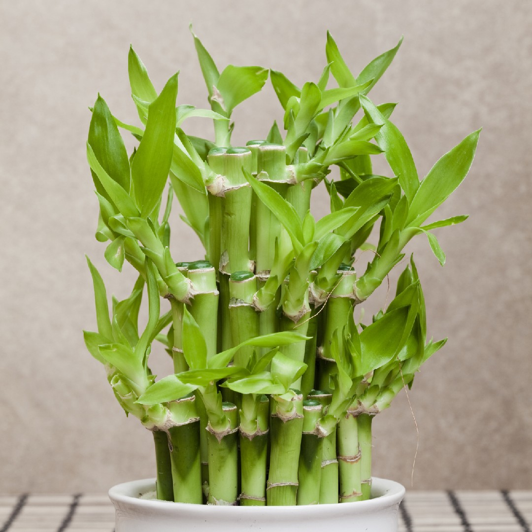 Lucky bamboo (Dracaena sanderiana) Flower, Leaf, Care, Uses - PictureThis