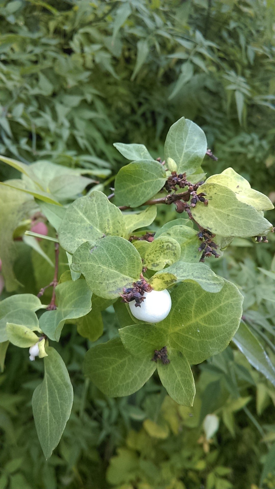 BBC - Gardening: Plant Finder - Snowberry