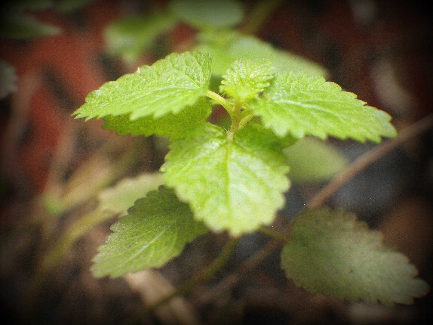 Мята перечная (Mentha piperita) - PictureThis