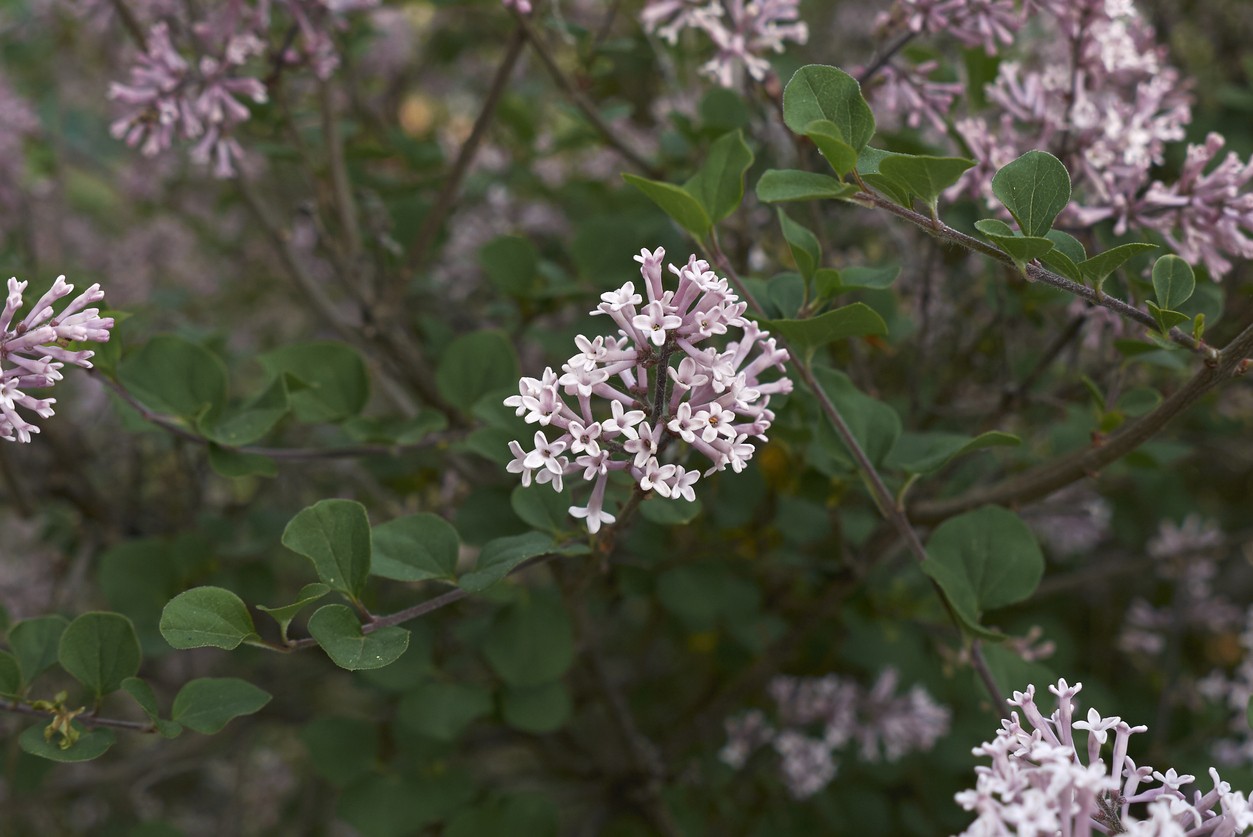 Syringa pubescens уход (почву, удобрение, обрезка) - PictureThis