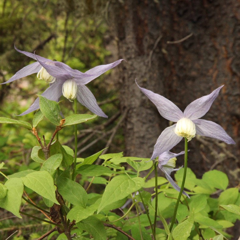 クレマチス オキシデンタリス Clematis Occidentalis 花言葉 学名 よくある質問 Picturethis