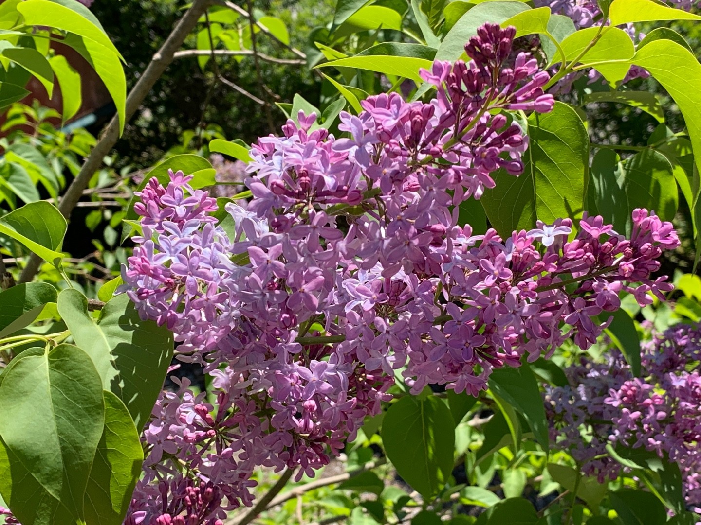 Астра Syringa Orange