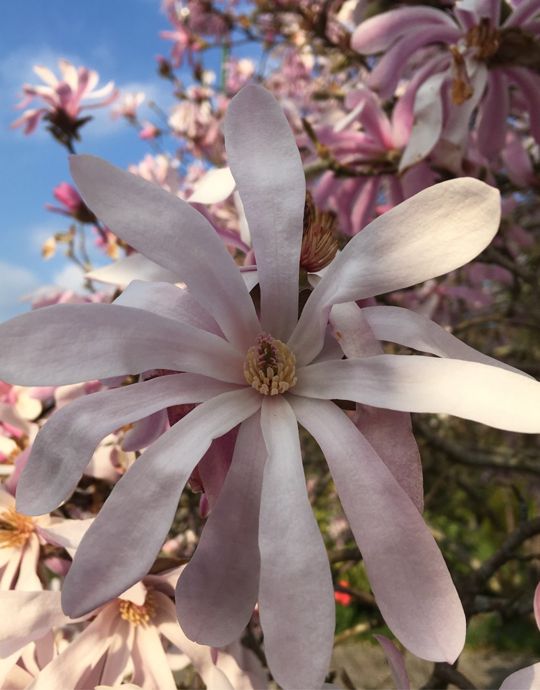 Magnolia Loebneri Mag S Pirouette Купить