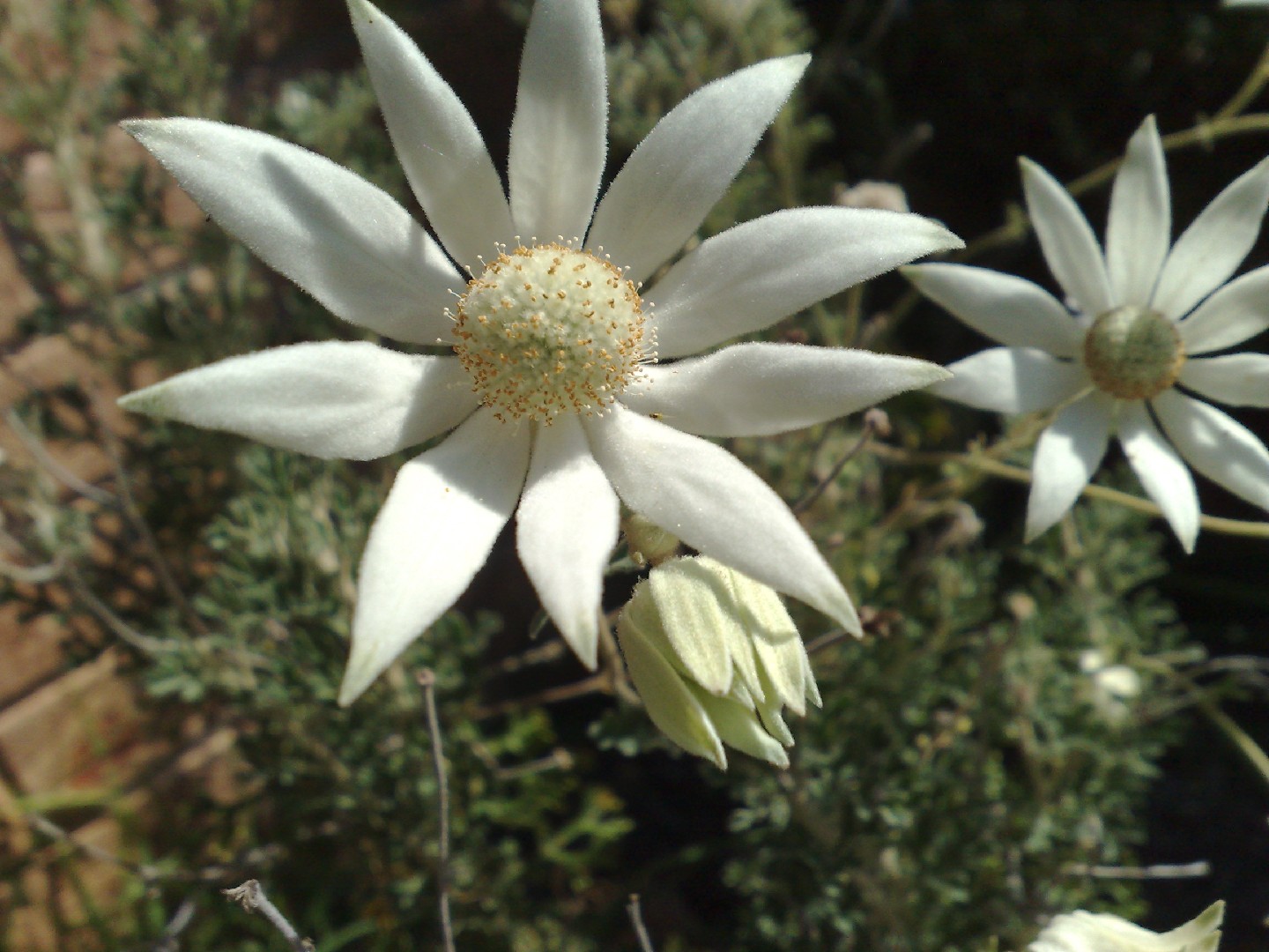 Flannel flower Care (Watering, Fertilize, Pruning, Propagation ...