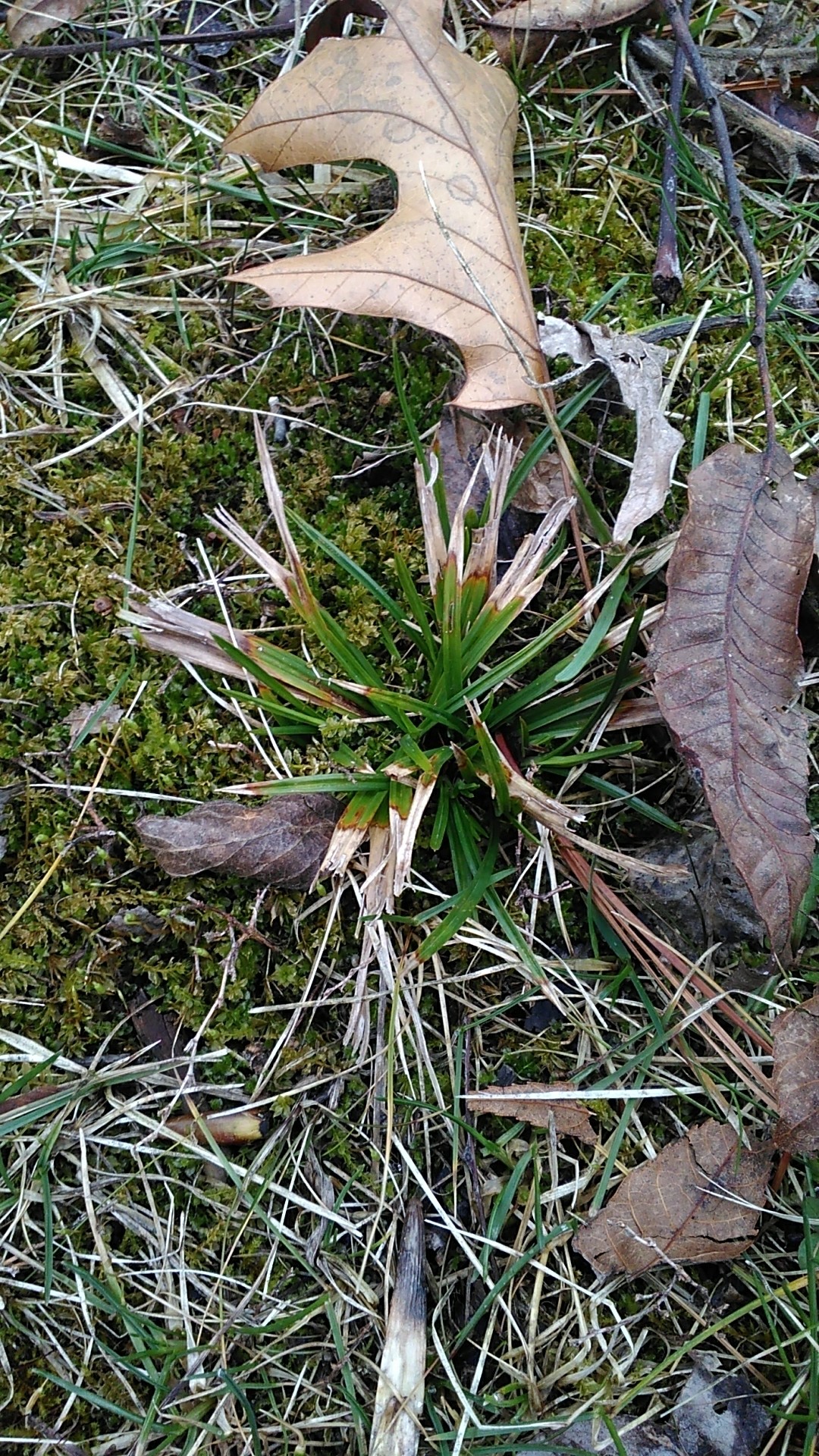 🍀 Bird's-foot sedge Care 101: Water, Light & Growing Tips