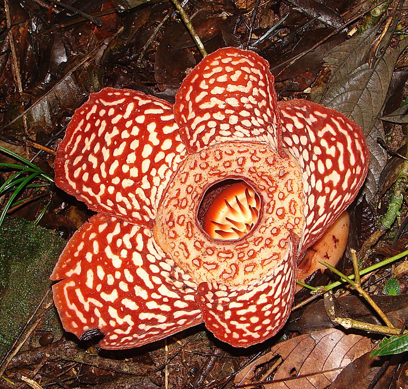 Rafflesia Keithii Picturethis