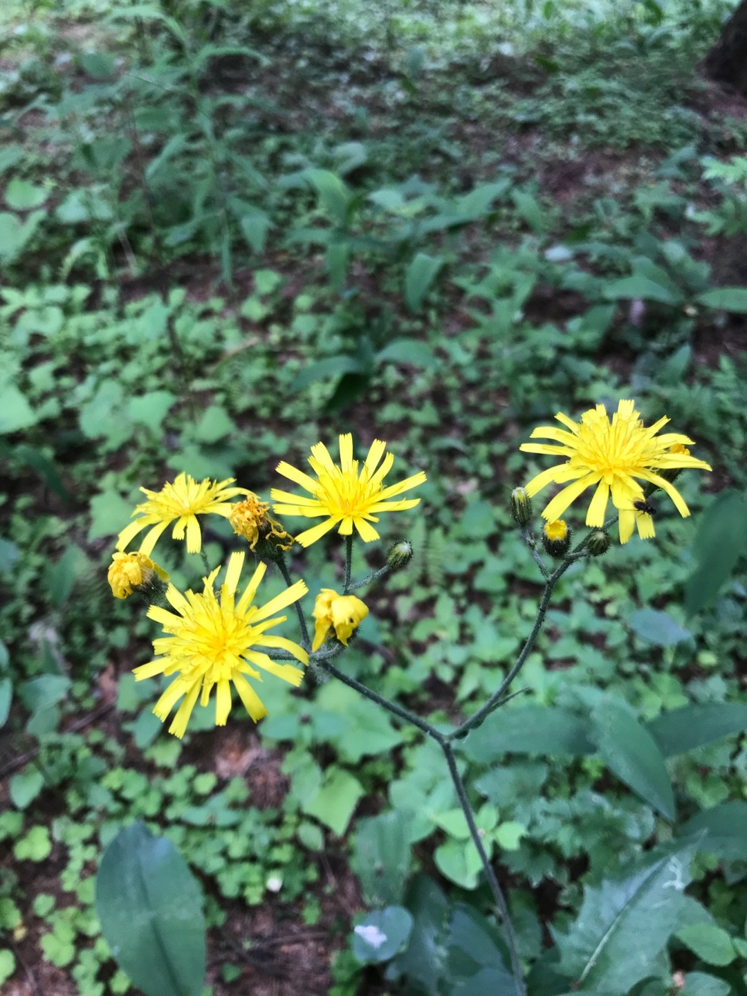 Ястребинка сглаженная (Hieracium laevigatum) - PictureThis