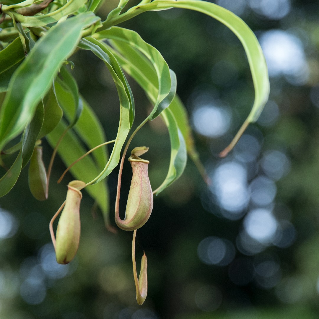 Common swamp pitcher-plant (Nepenthes mirabilis) Flower, Leaf