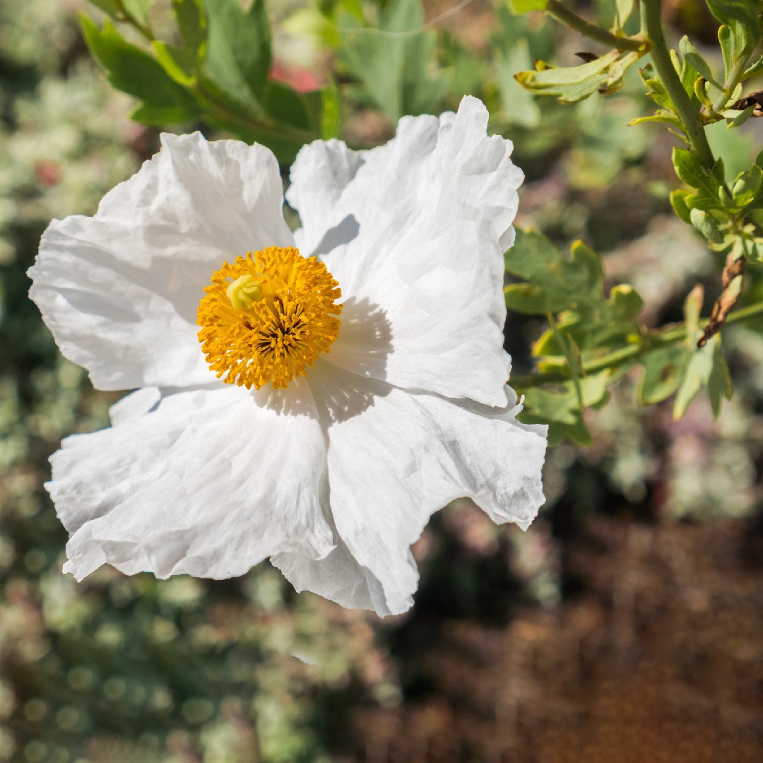 California tree poppy (Romneya coulteri) Flower, Leaf, Care, Uses -  PictureThis