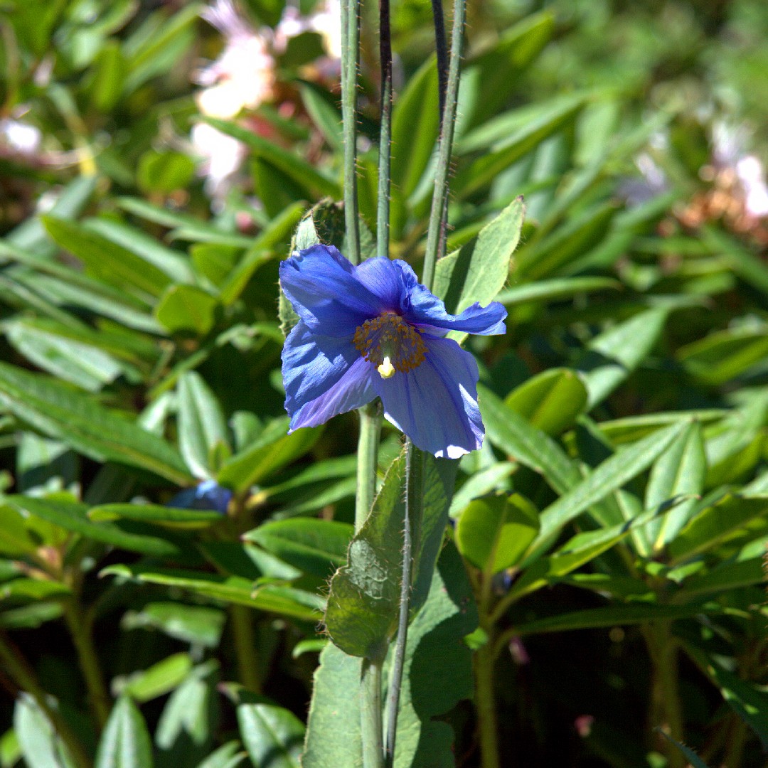 Flores de Amapola Azul