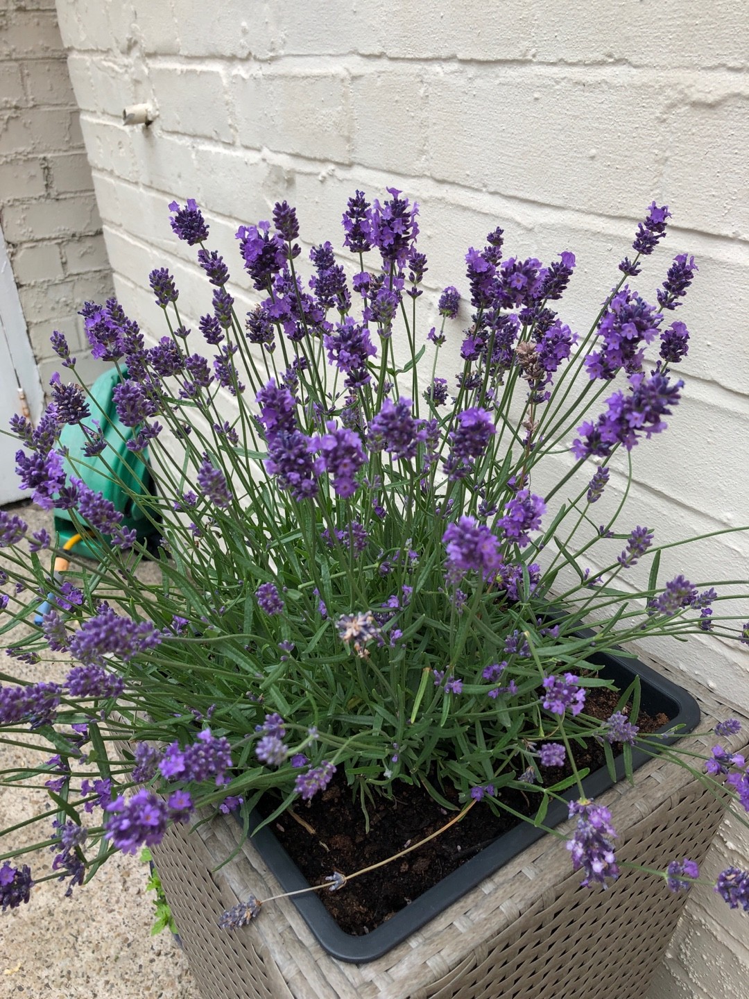 Lavandula Angustifolia 'Melissa' Lavender Plants | cedarbrooklavender