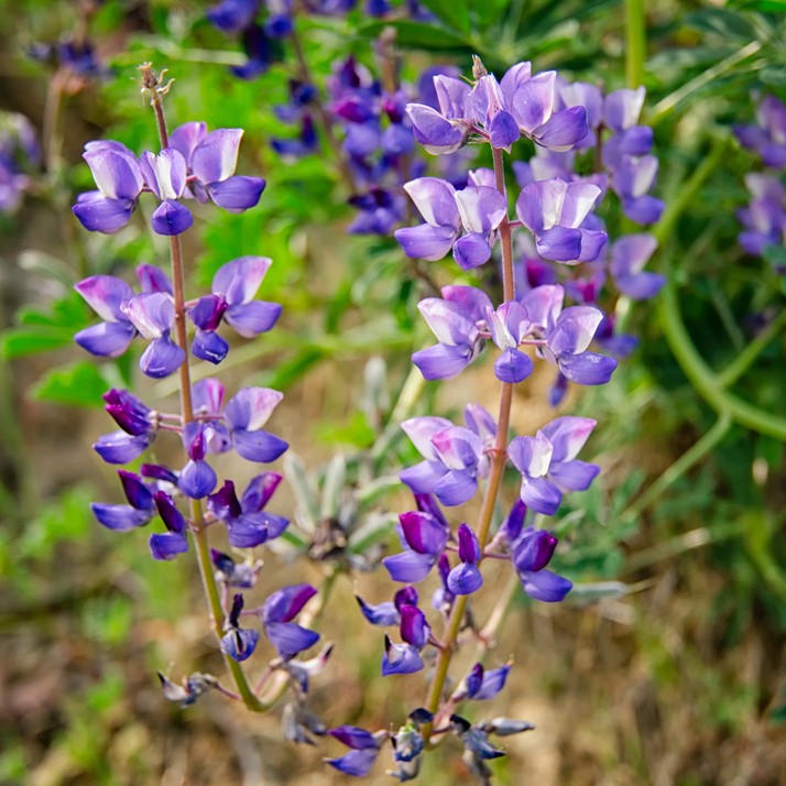 ルピナス スクレンテゥス Lupinus Succulentus 花言葉 学名 よくある質問 Picturethis