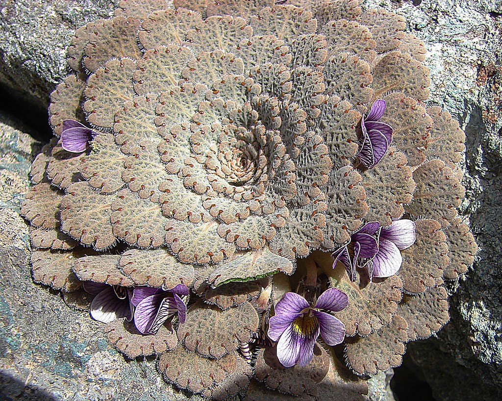 Viola volcanica - PictureThis