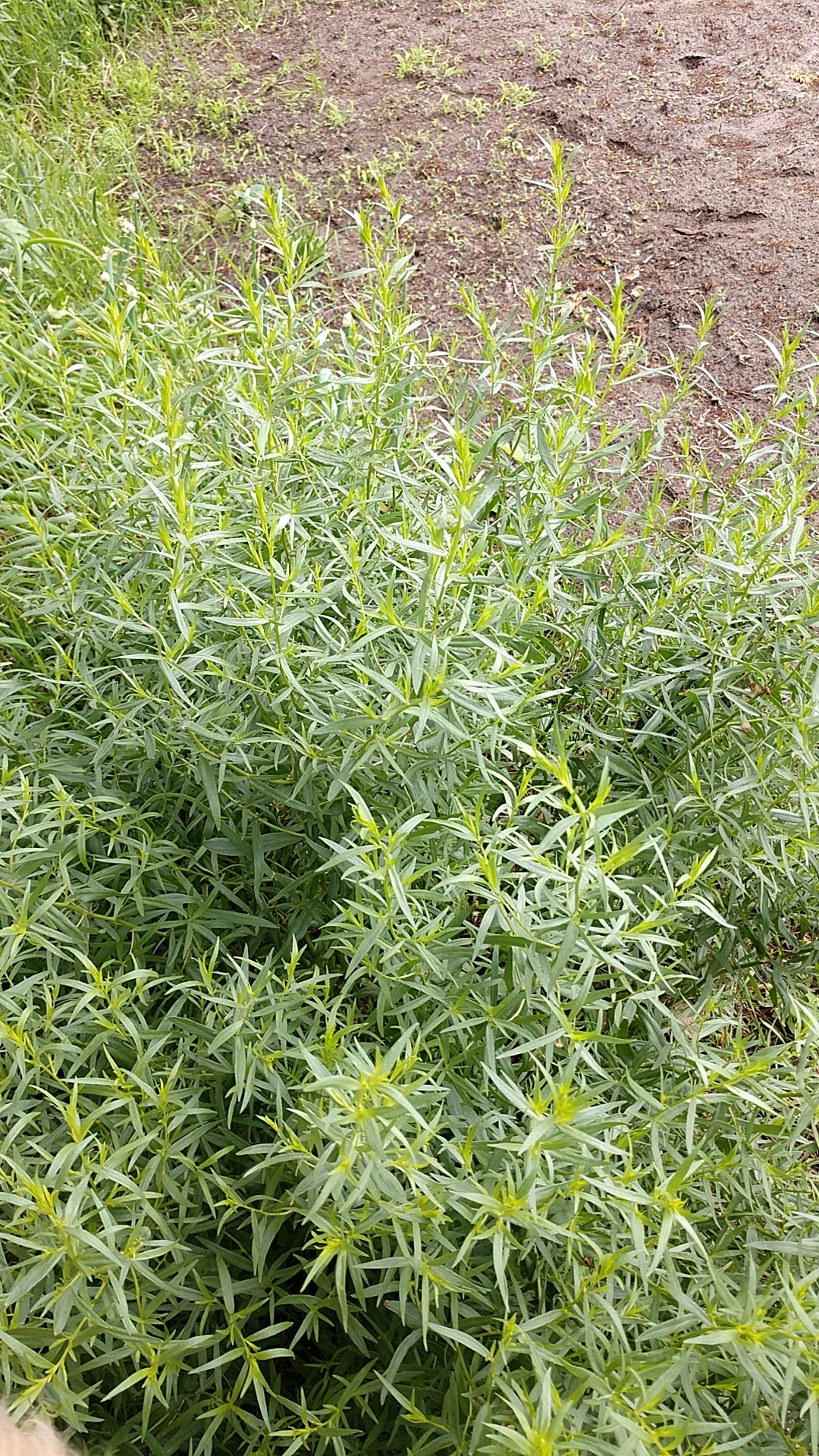 蒿屬 (Artemisia)