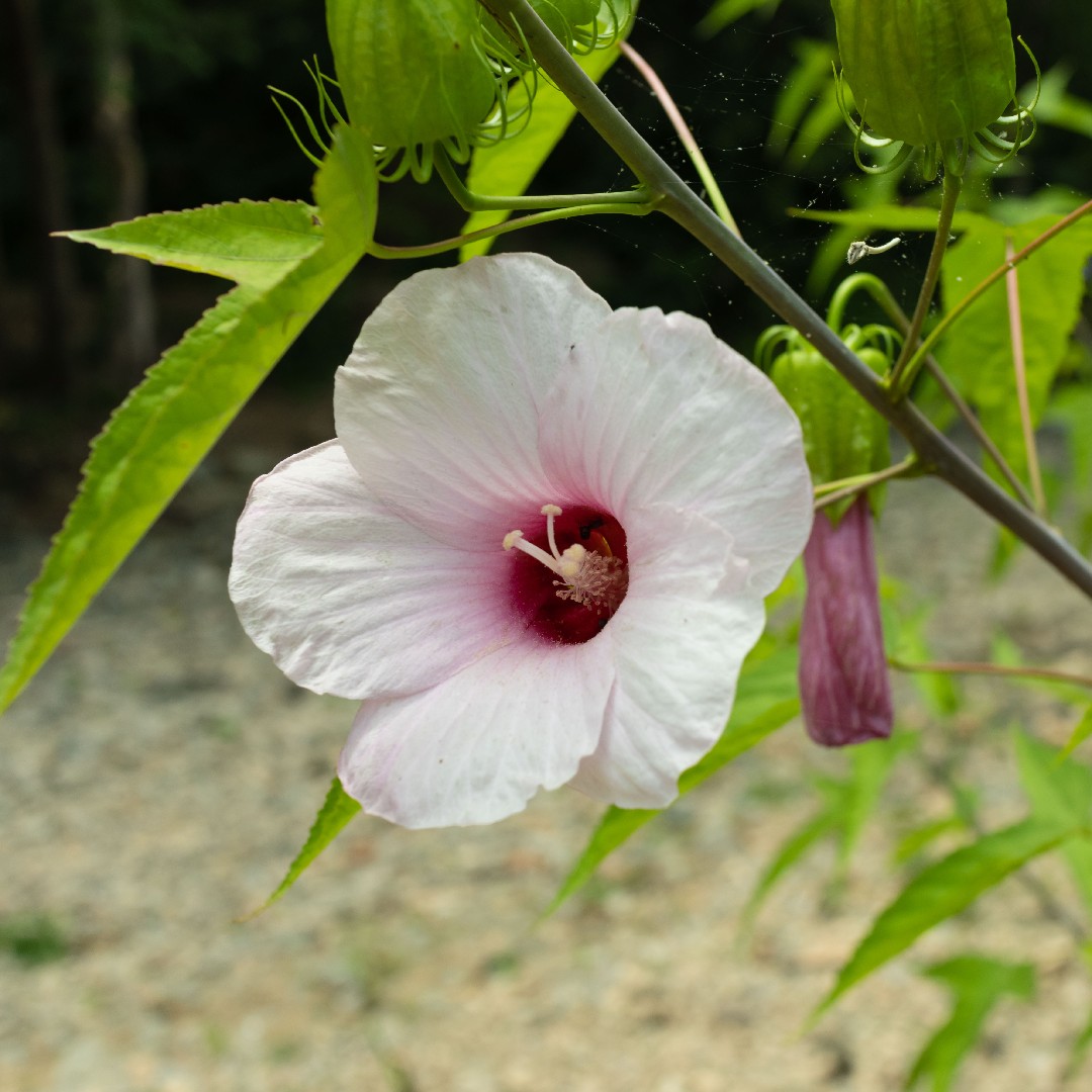 Conseils de soins et solutions aux problèmes de l'hibiscus en extérieu