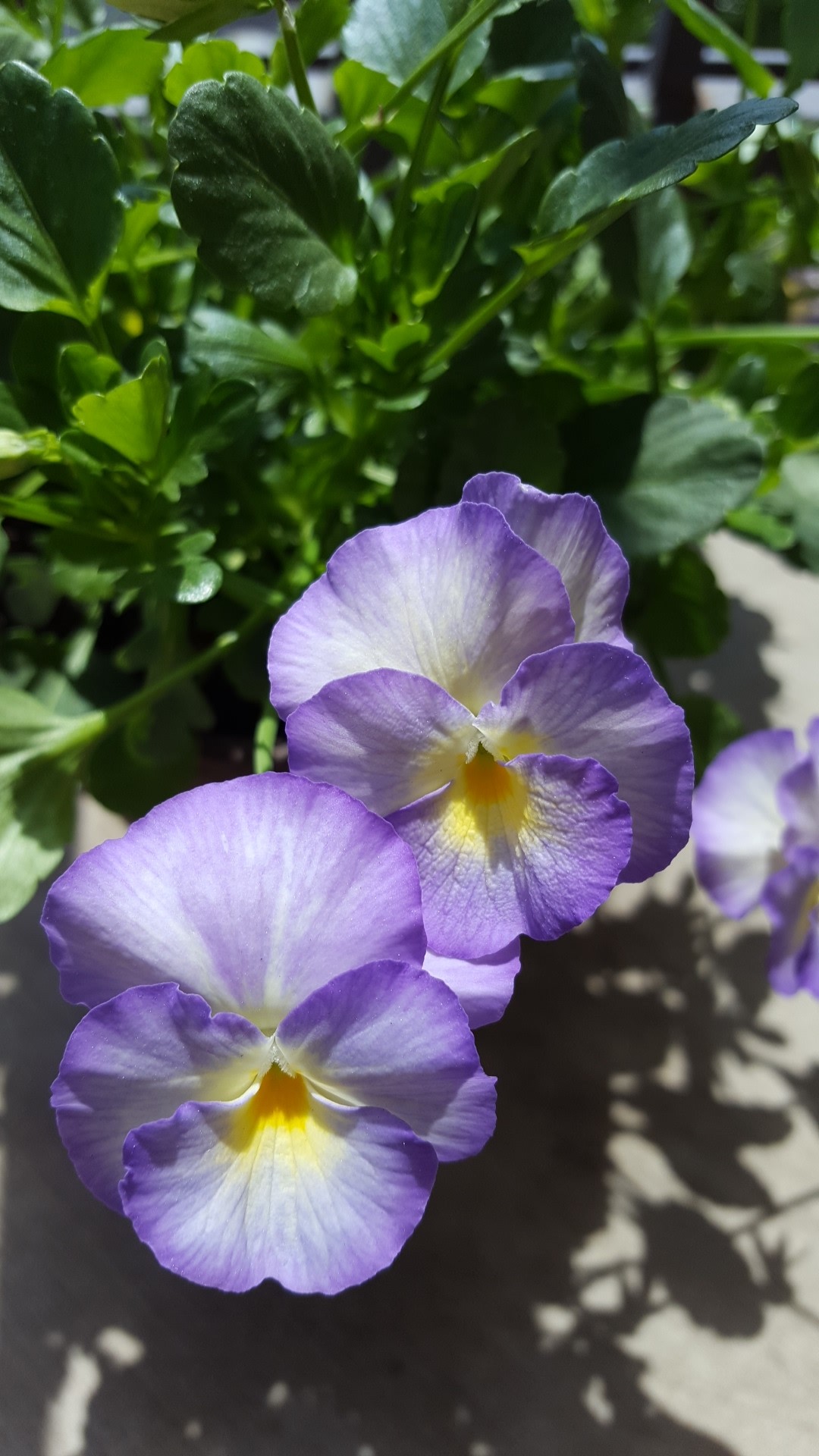 Viola Cornuta Halo Lilac Picturethis