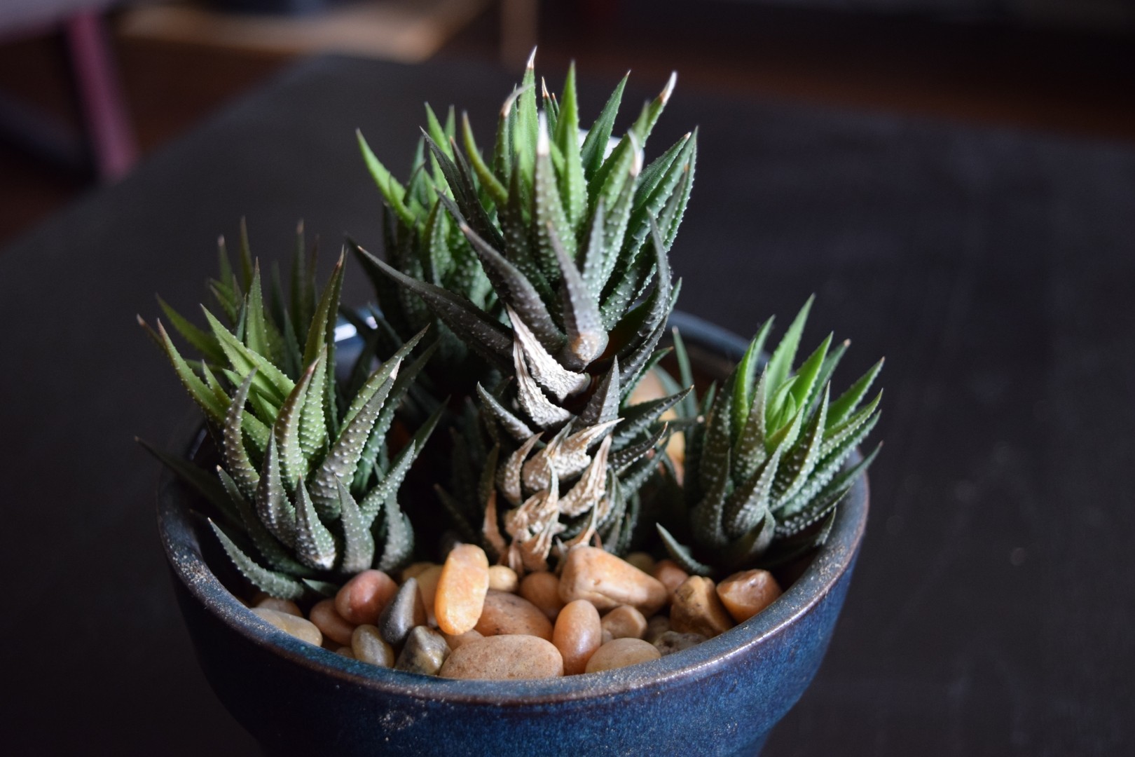 Хавортия Рейнвардта (Haworthia reinwardtii) - PictureThis