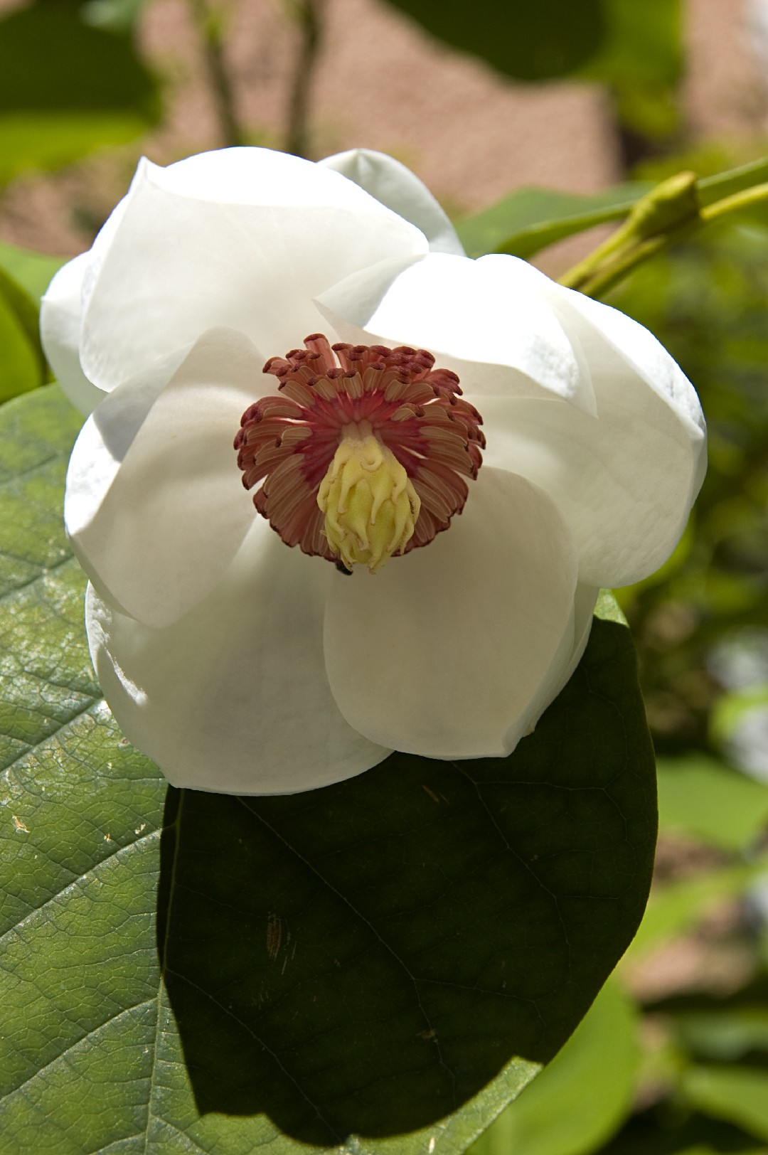 オオヤマレンゲ 大山蓮華 Magnolia Sieboldii 花言葉 毒性 よくある質問 Picturethis