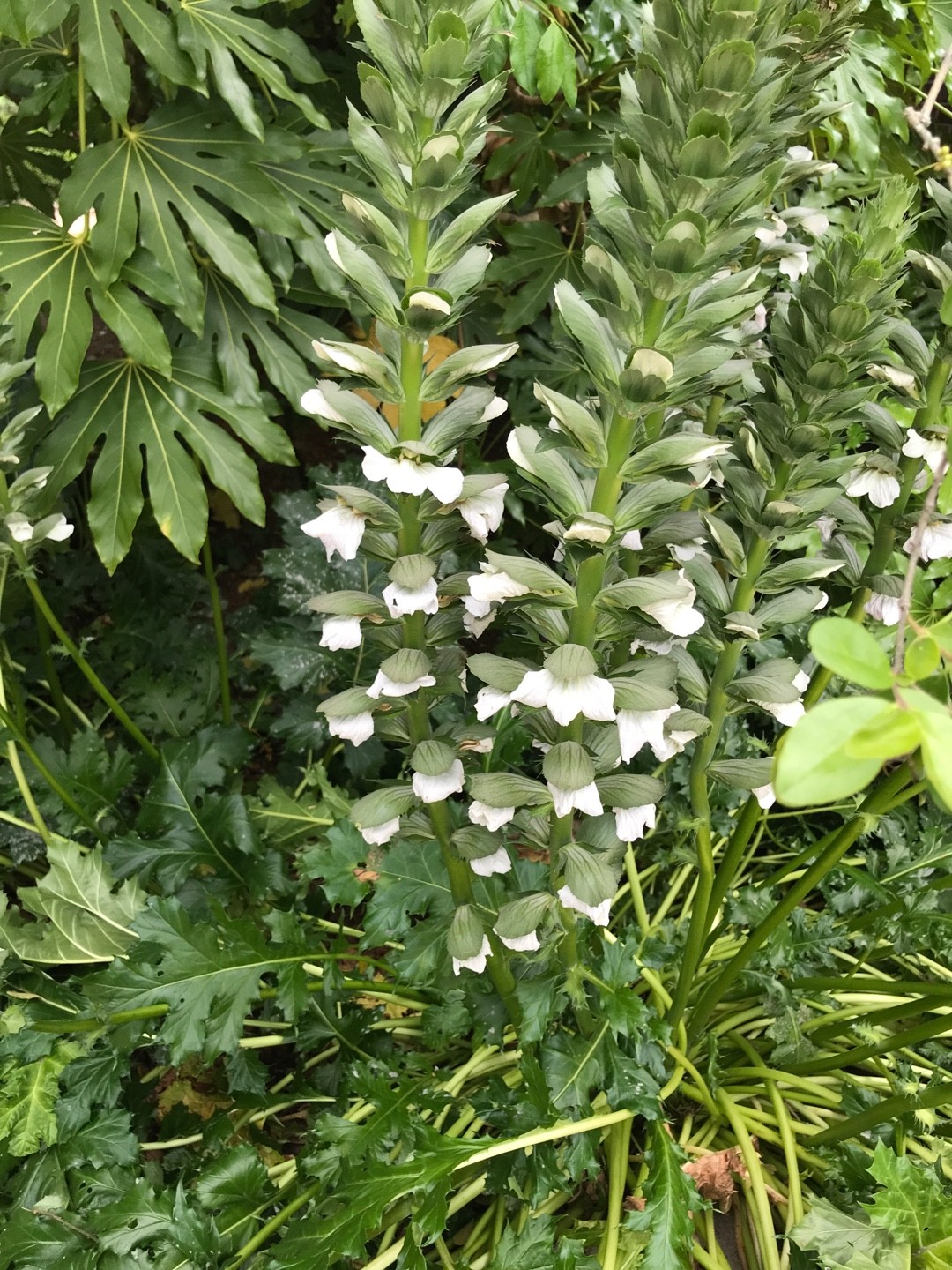Acanthes (Acanthus)