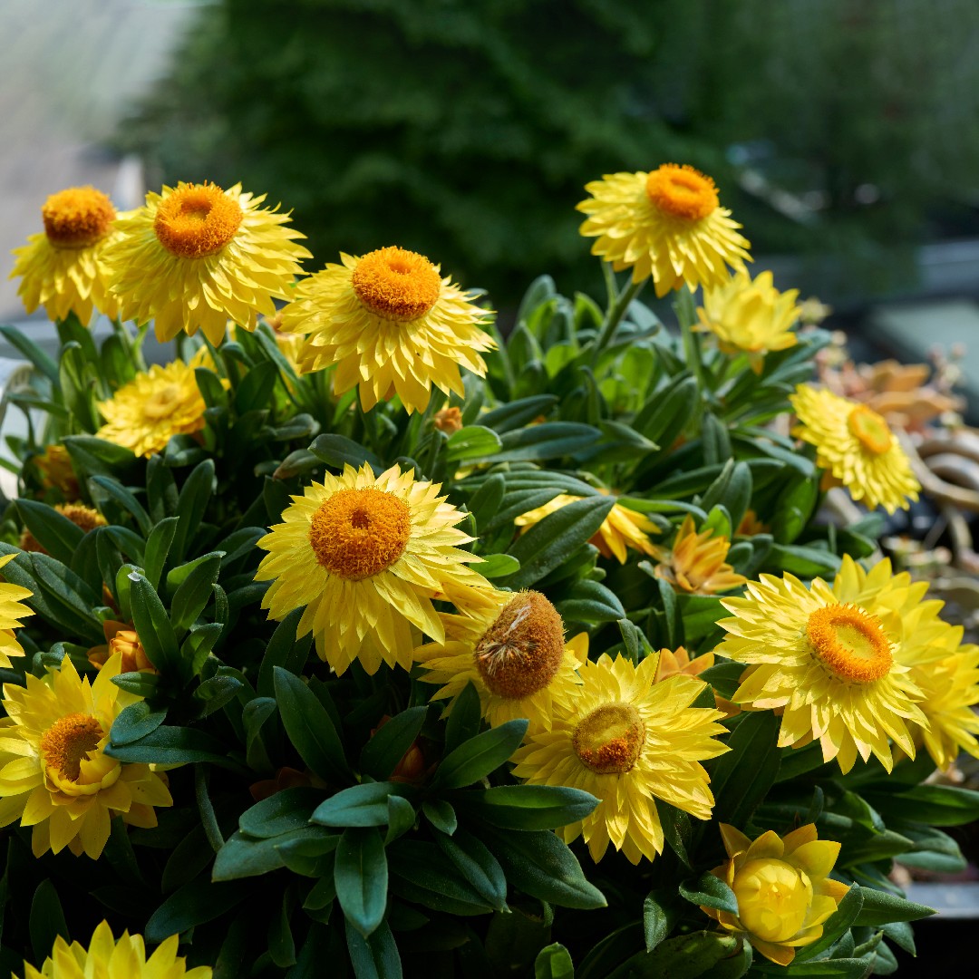 Strawflower Growing Information: How to Sow, Care for & Harvest