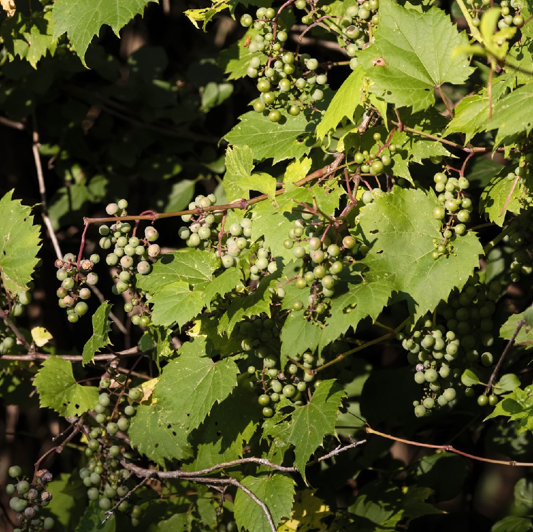 Виноград прибрежный (Vitis riparia) - PictureThis