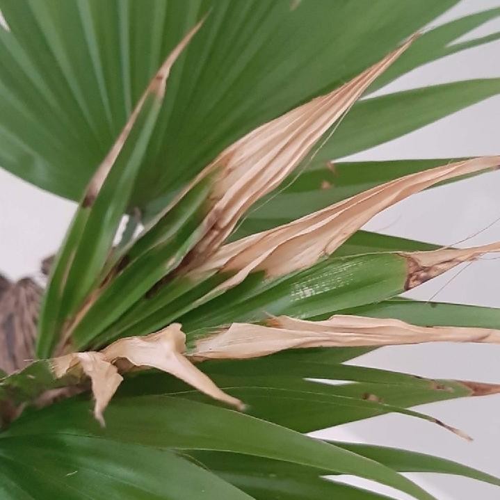 Yucca baccata