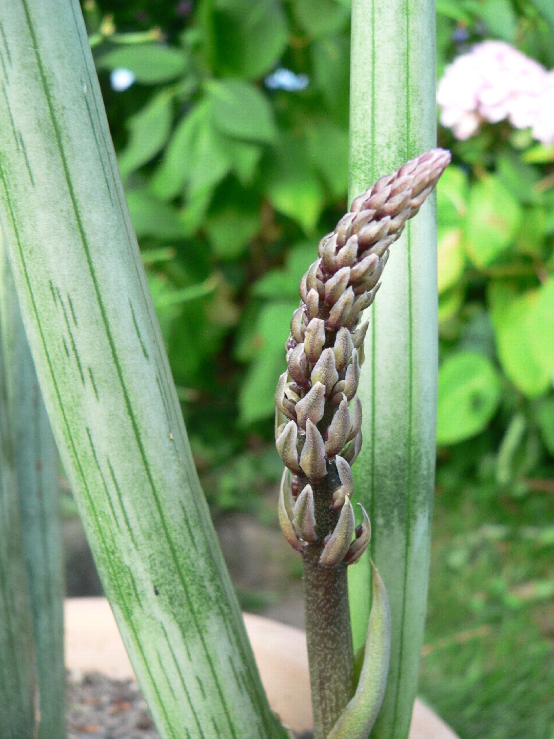 Sansevieria cylindrica - PictureThis