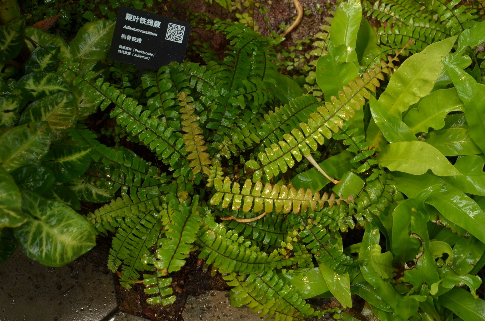 Adiantum caudatum - PictureThis