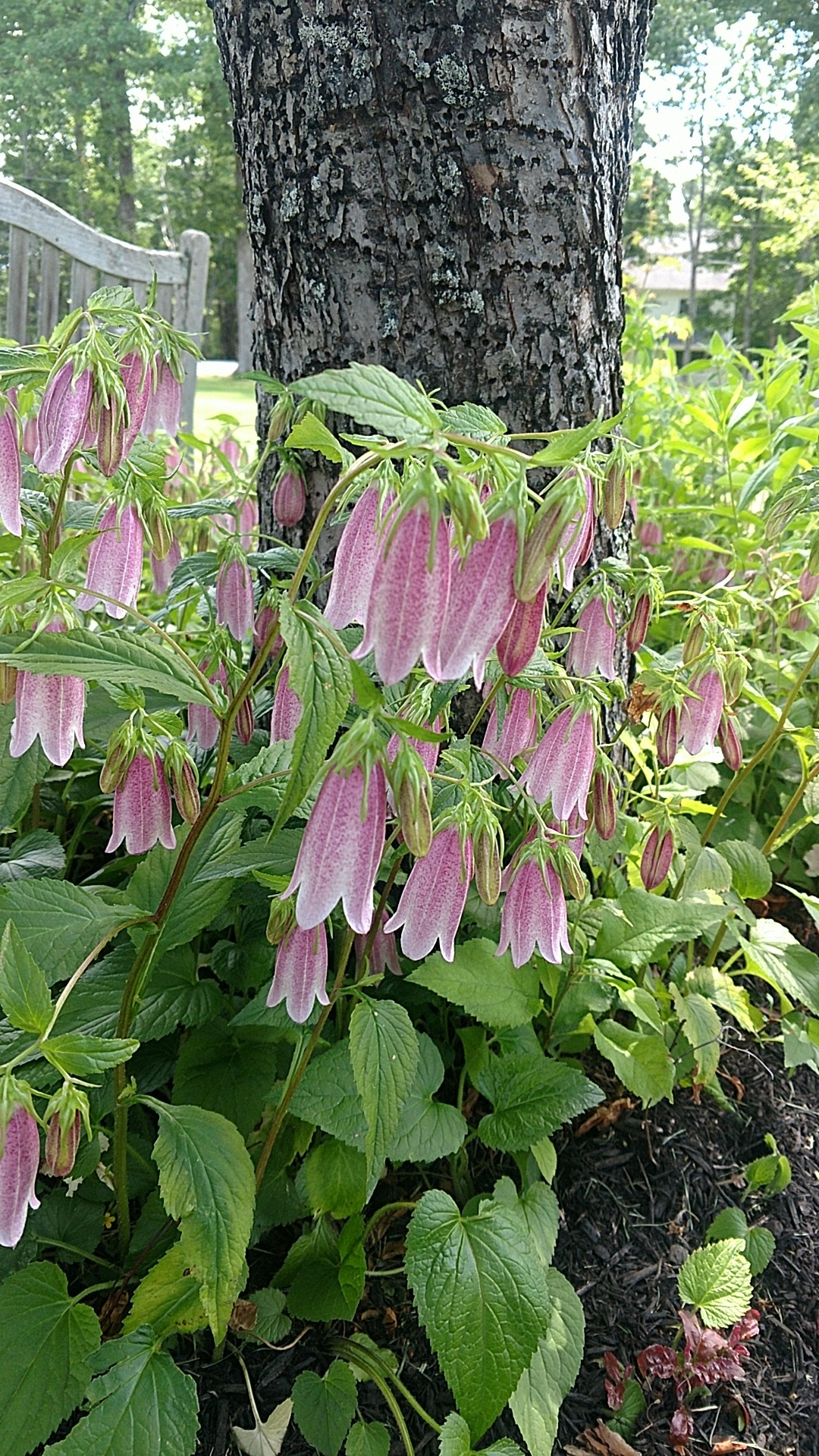 Bellflowers 'Elizabeth' (Campanula takesimana 'Elizabeth') Flower, Leaf,  Care, Uses - PictureThis