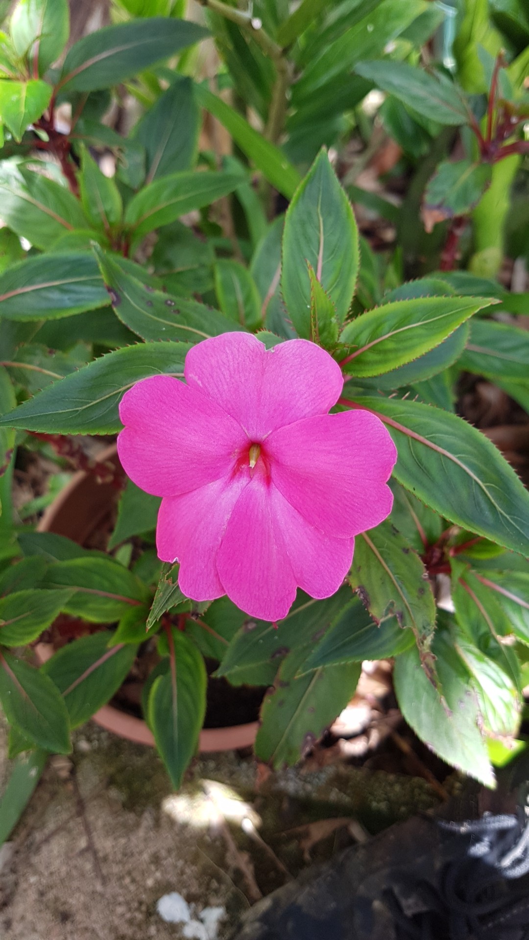 New guinea impatiens 'Divine Violet' (Impatiens hawkeri 'Divine Violet ...