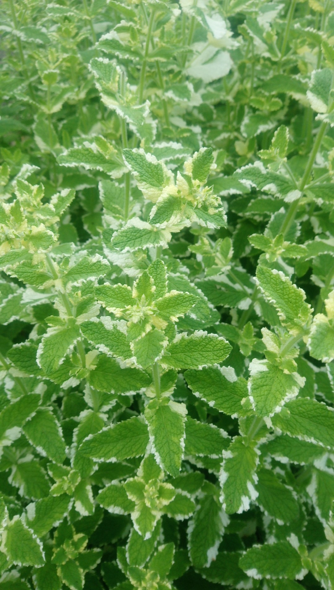 Apple mint 'Variegata' Care (Watering, Fertilize, Pruning, Propagation) -  PictureThis