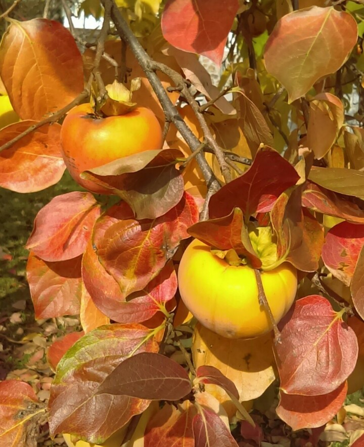 Japanese persimmon (Diospyros kaki) Flower, Leaf, Care, Uses