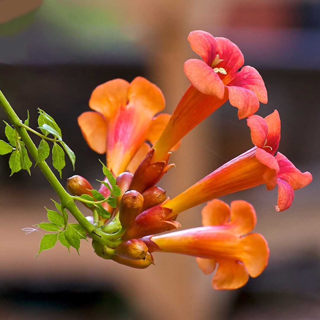 Trumpet creeper (Campsis radicans) Flower, Leaf, Care, Uses
