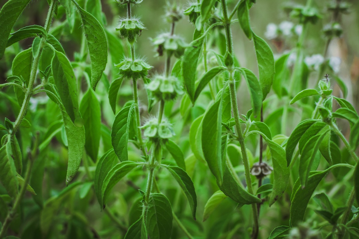 Lemon basil Ocimum africanum Flower Leaf Care Uses PictureThis