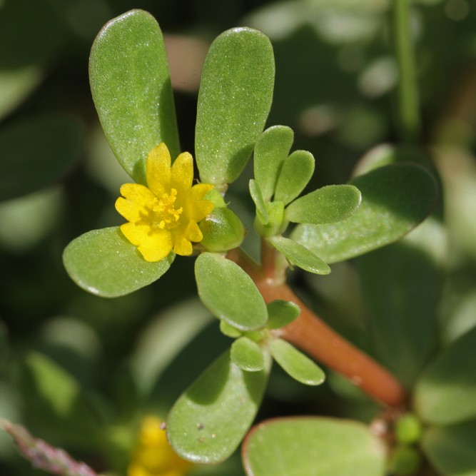 Common purslane (Portulaca oleracea) Flower, Leaf, Care, Uses - PictureThis