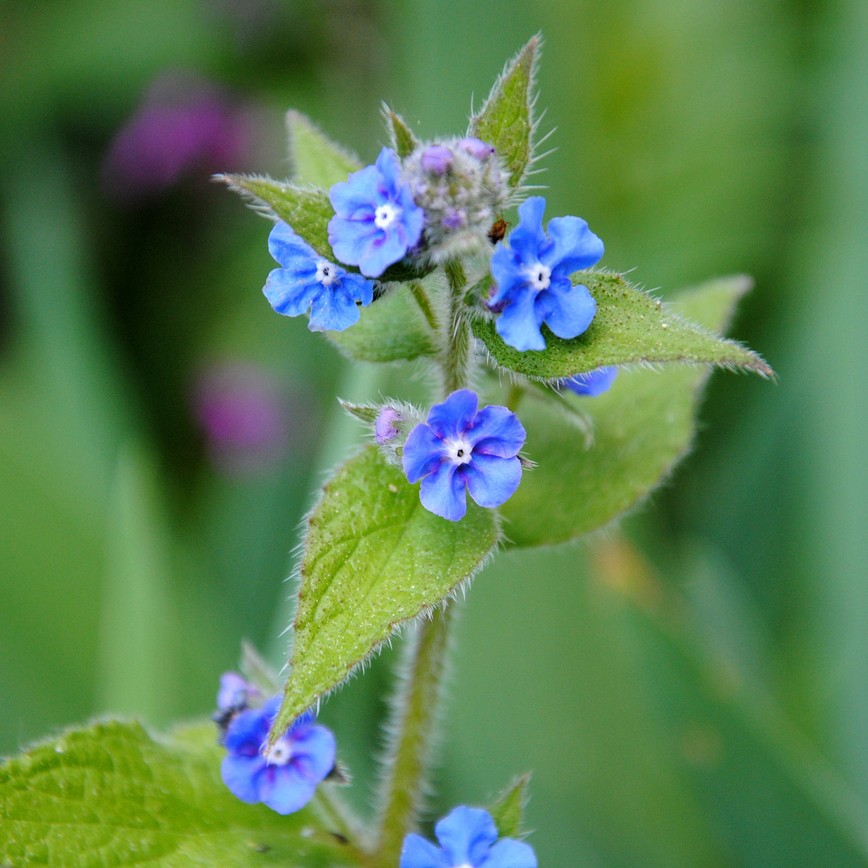 Essence Dyer's Alkanet Root Powder, Ratanjot Powder, Alkanna Tinctoria,  Natural Food Color