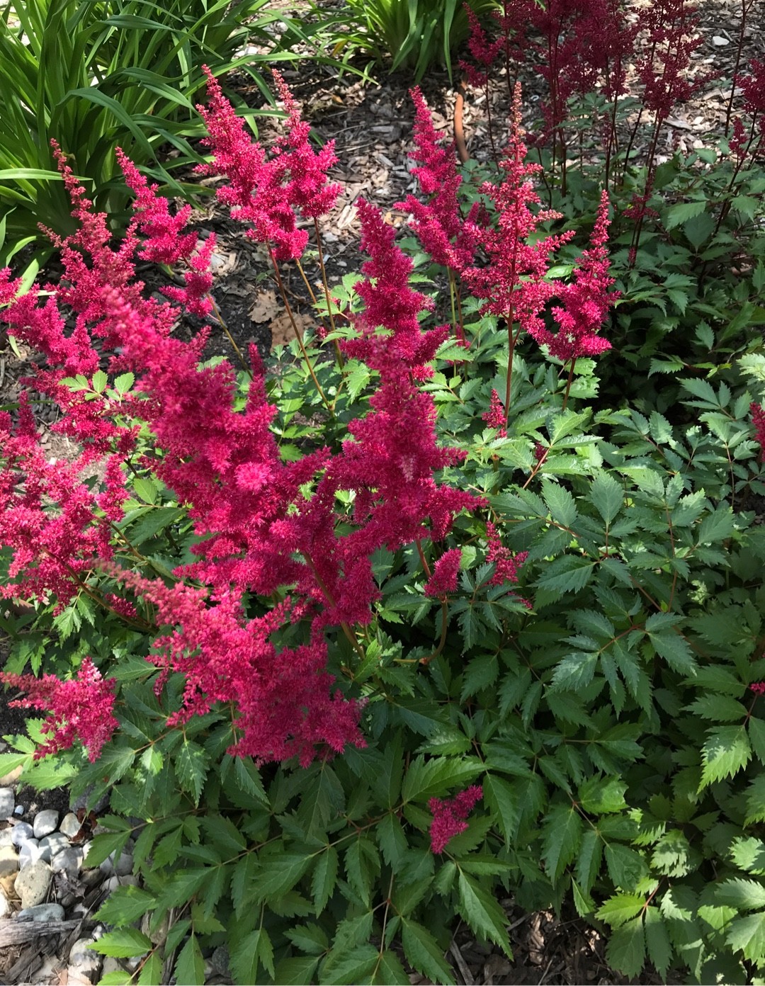 False Goat S Beards Astilbe Flower Leaf Care Uses Picturethis