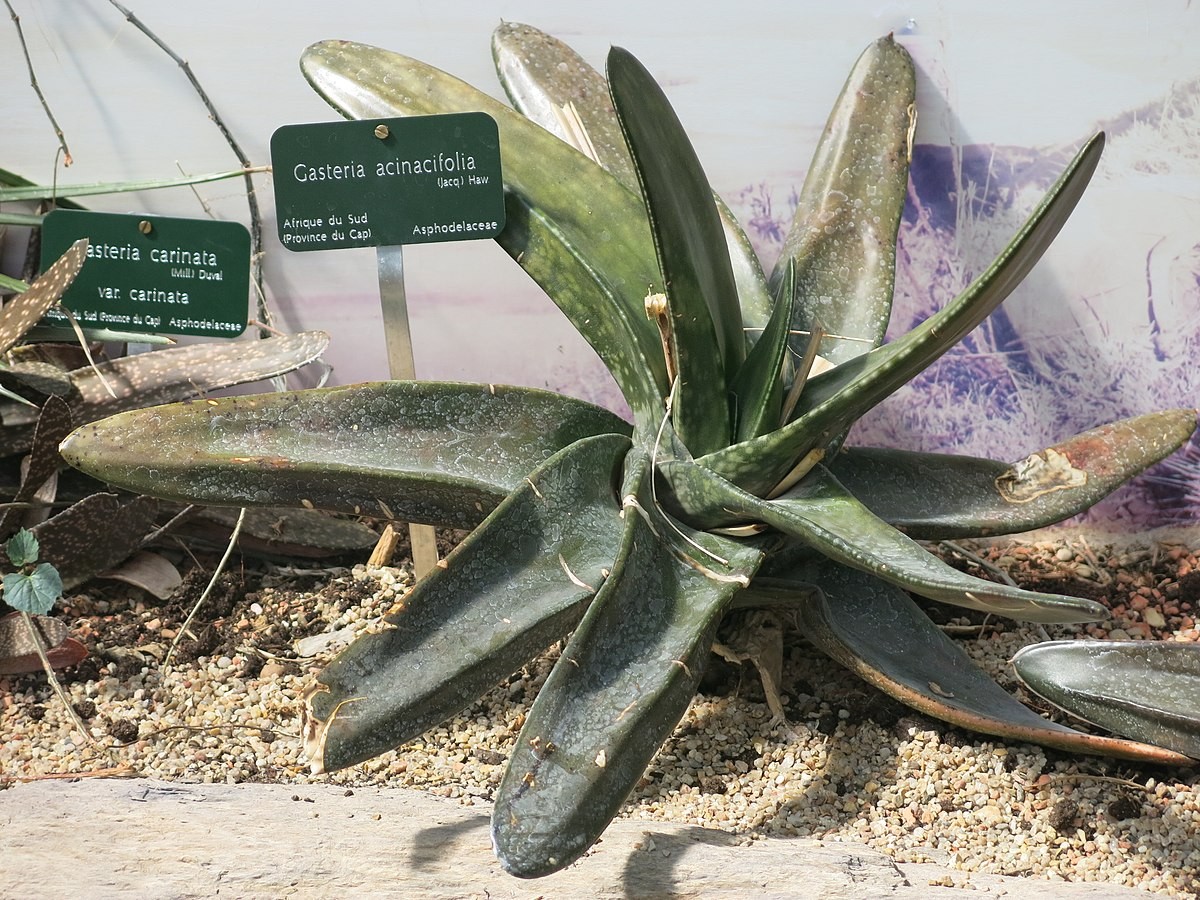 Гастерия саблеобразная (Gasteria acinacifolia) - PictureThis