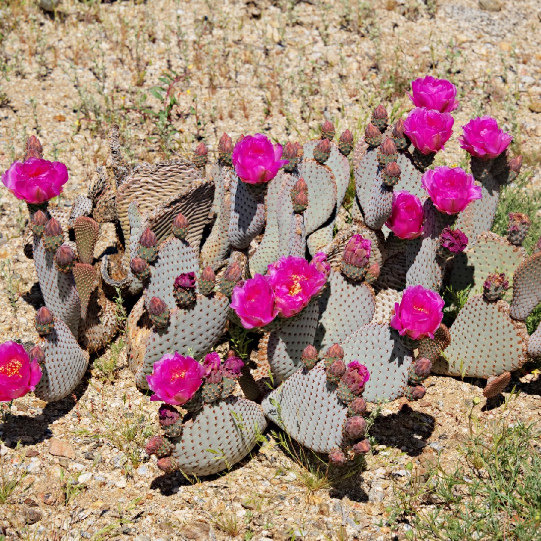 Опунция низовая (Opuntia basilaris) - PictureThis