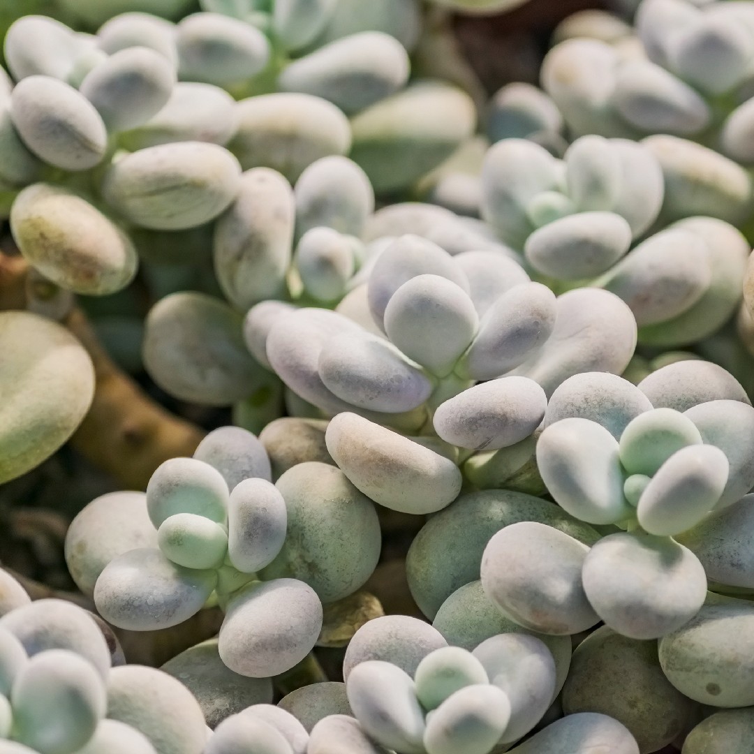 Prendersi cura delle piume di struzzo - Effplume