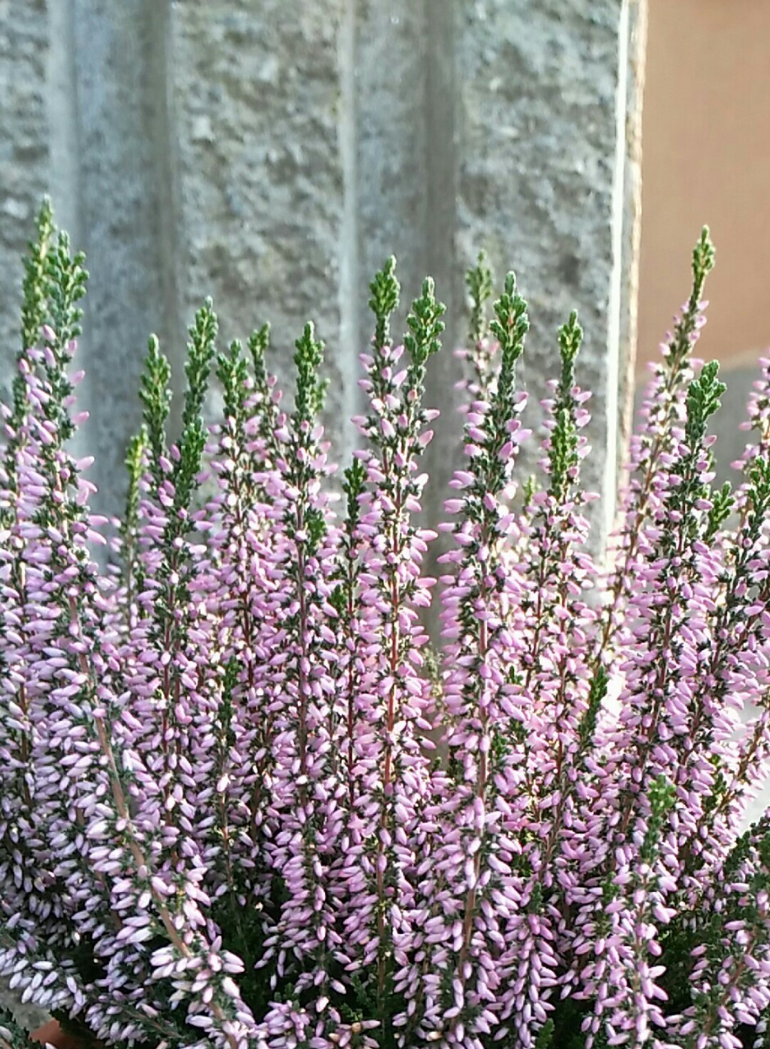 Calluna - Wikipedia