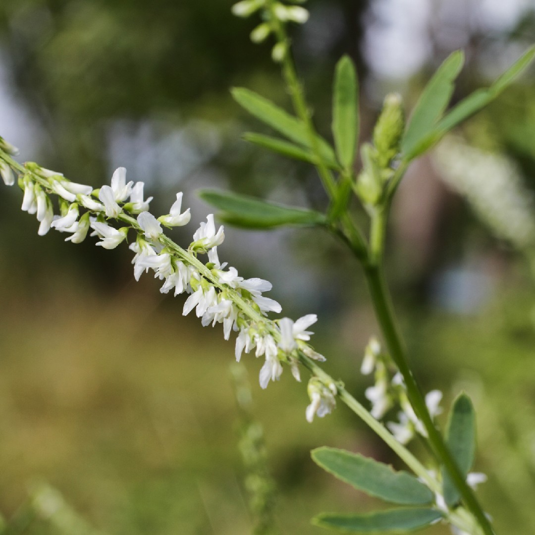 Р”РѕРЅРЅРёРє Р±РµР»С‹Р№ Melilotus Albus