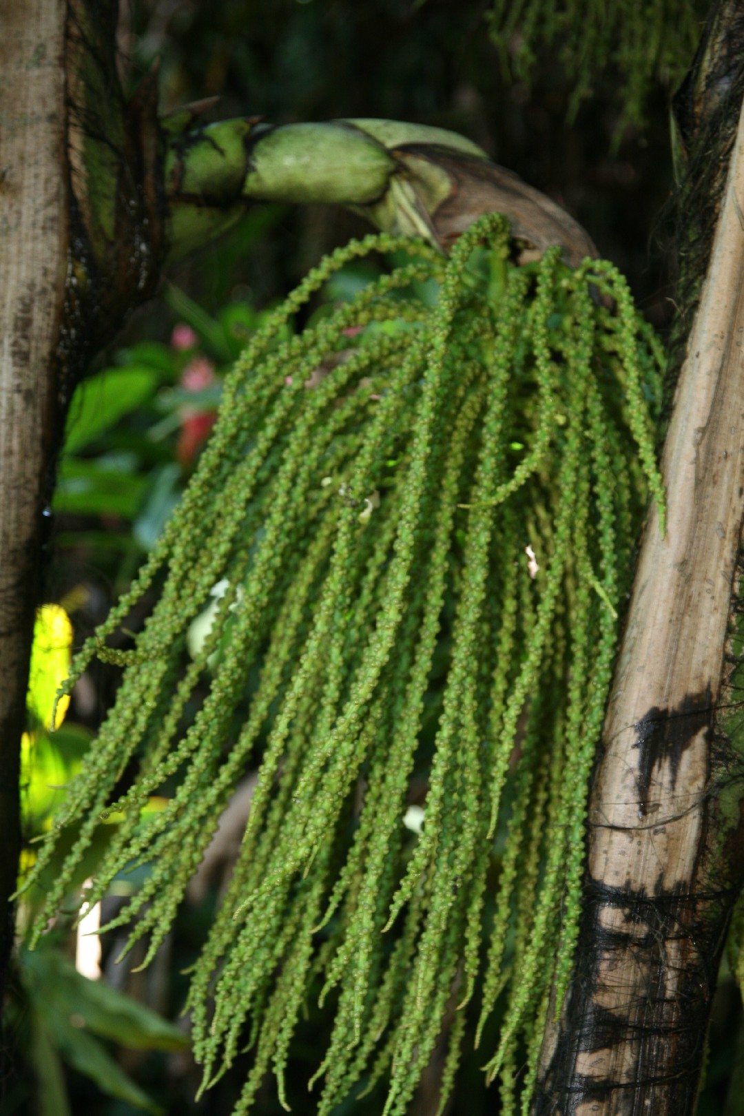 How to Plant and Grow Burmese fishtail palm(Caryota mitis)