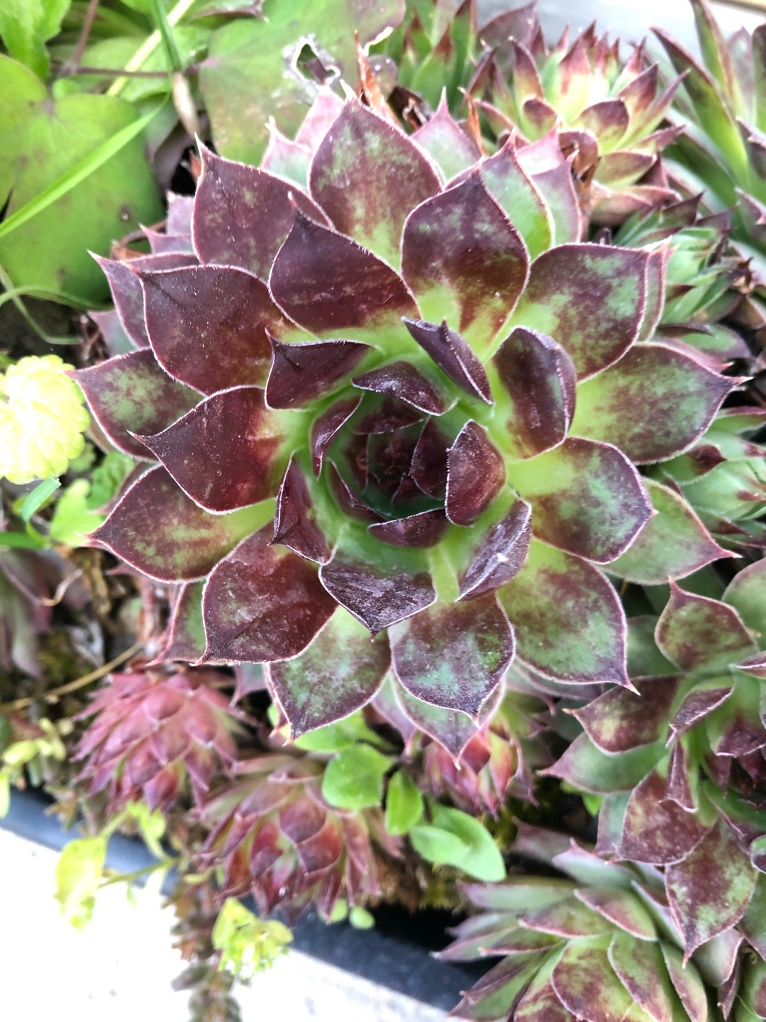 sempervivum black top