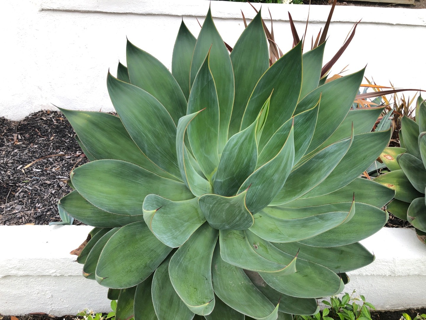 Agave 'Blue Flame'のお世話ガイド 育て方 育て方（潅水, 施肥, 剪定, 病気）- PictureThis