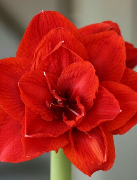 Amaryllis 'Double King' Flower, Leaf, Care, Uses - PictureThis