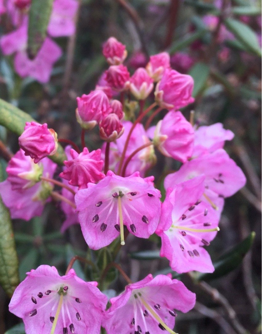 Кальмия многолистная (Kalmia polifolia) - PictureThis