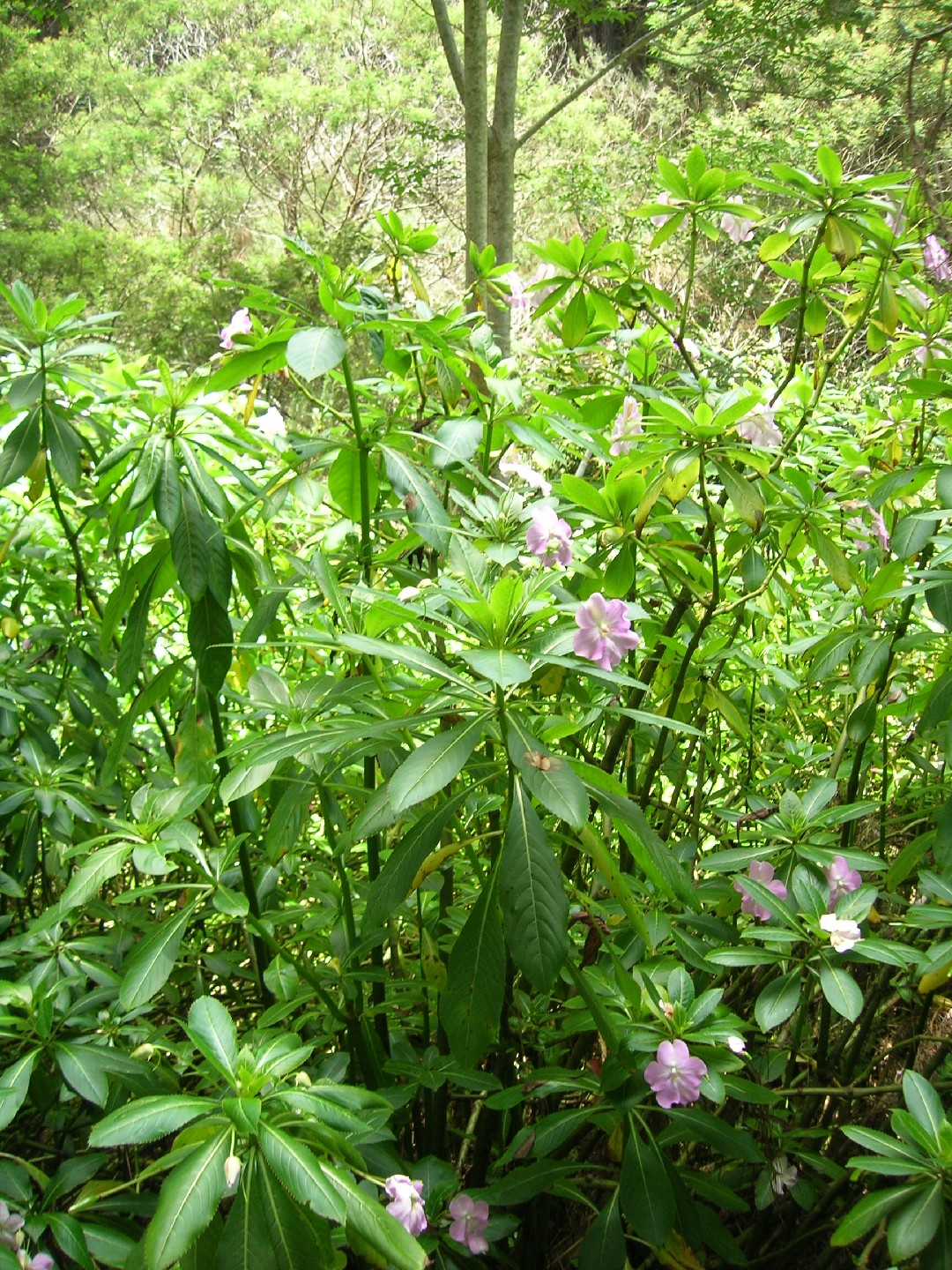 Бальзамин Содена (Impatiens sodenii) - PictureThis